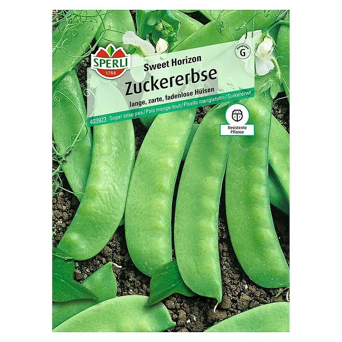 Sperli Gemüsesamen Zuckererbse - Pisum sativum, Erntezeit: Juni - Bild einer "Sweet Horizon" Zuckererbse von Sperli, einer resistenten Sorte mit langen, zarten Hülsen.