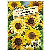 Sperli Blumensamen Sonnenblume (Picolinomix, Blütezeit: Juli) | BAUHAUS