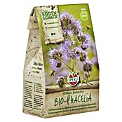 Groenbemester Biologische Phacelia (Phacelia tanacetifolia, 50 m²) | BAUHAUS
