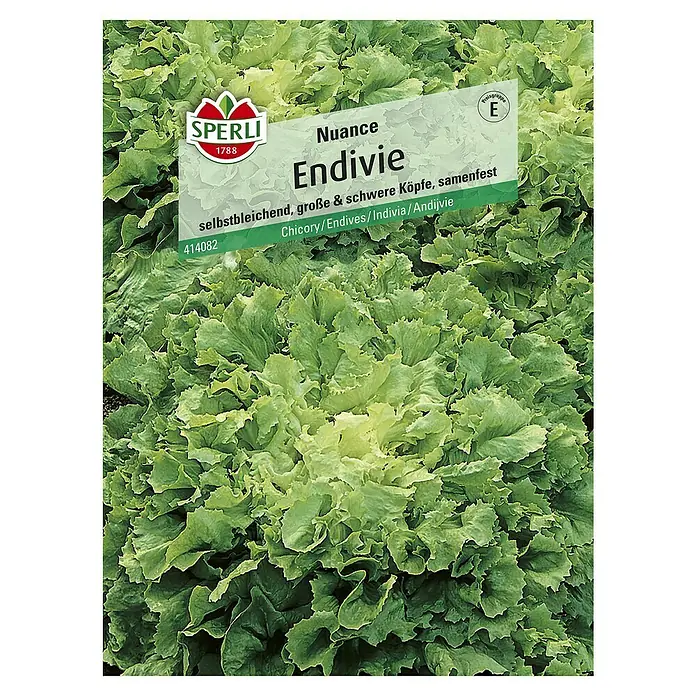 Sperli Salatsamen Endivie - Cichorium endivia, Erntezeit: Mai - Abbildung einer Samenpackung für 'Nuance' Endivie von Sperli, einer selbstbleichenden Sorte für große und schwere Köpfe, samenfest.