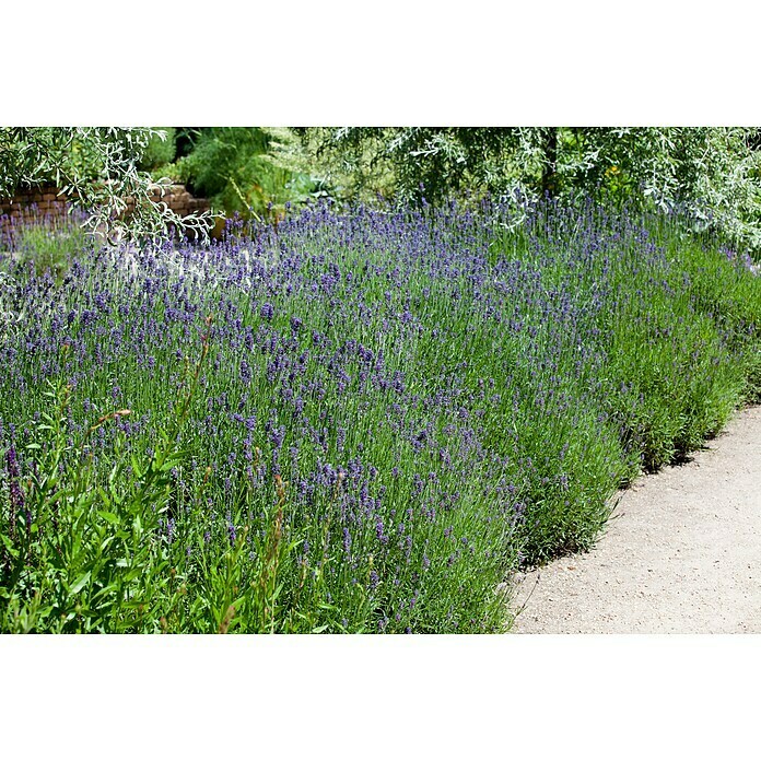 Lavandula angustifolia 12