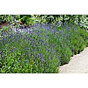Lavandula angustifolia 12