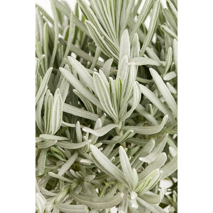Lavandula angustifolia 12
