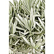 Lavandula angustifolia 12