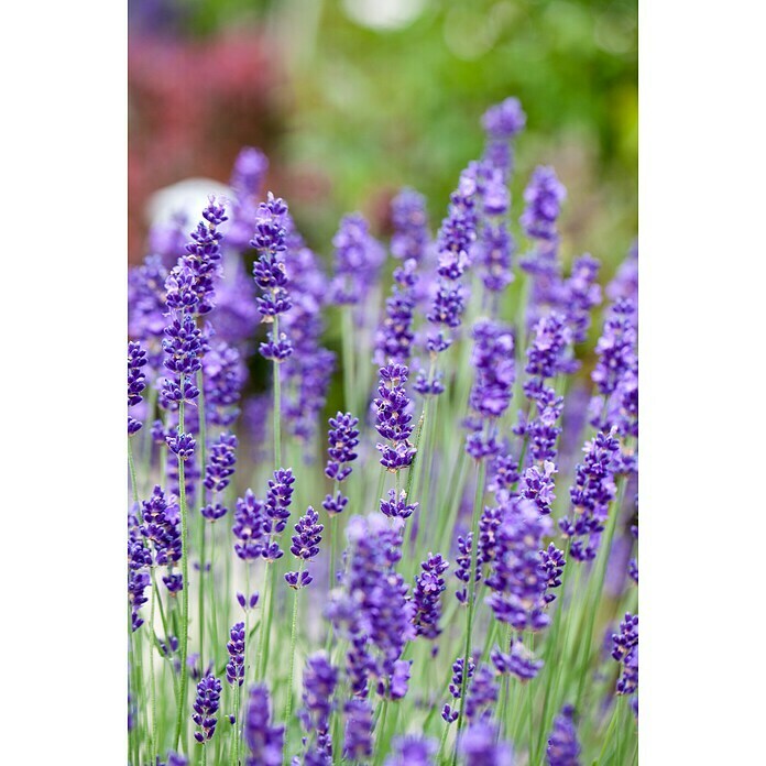 Lavandula angustifolia 12