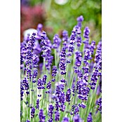 Lavandula angustifolia 12