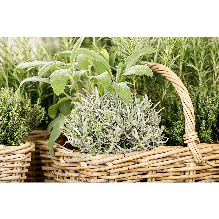 Piardino Kräutermischung - 6 Stk. - Kräutergarten-Arrangement mit Salbei, Thymian und Rosmarin in Weidenkörben, eine natürliche und aromatische Bereicherung für jede Küche.