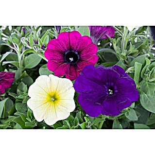 Piardino Petunie (Petunia, Topfgröße: 13 cm, Bunt)