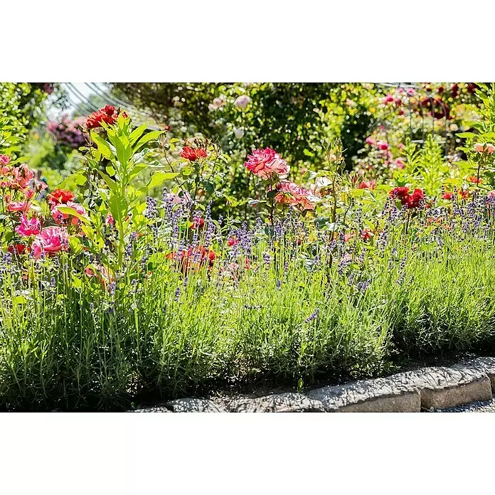 Piardino Staude verschiedene Sorten - In Sorten, Topfgröße: 19 cm - Üppiges Gartenbeet mit leuchtend roten, pinken Rosen und violetten Lavendelblüten.