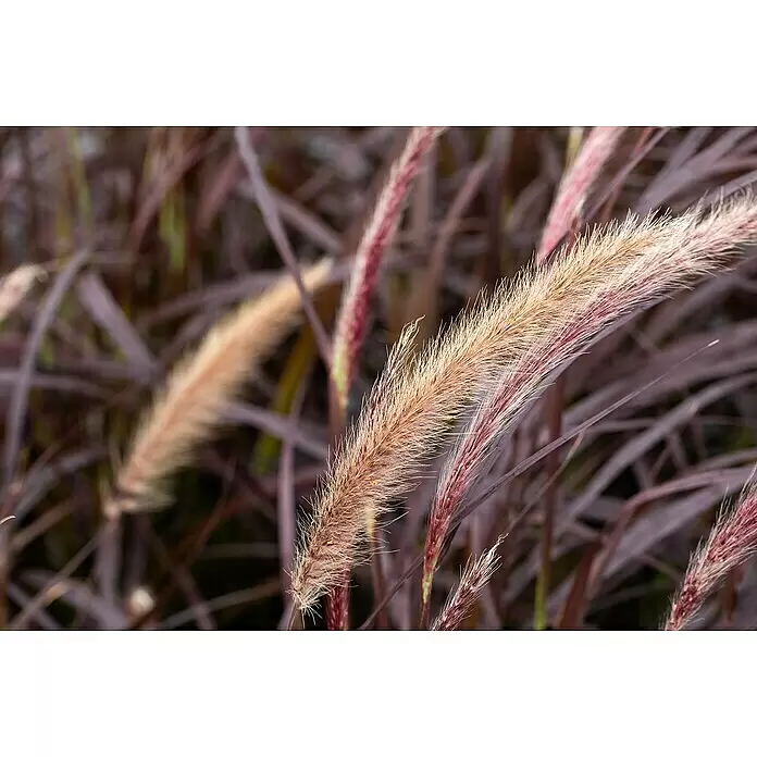 Piardino Federborstengras - Pennisetum advena 'Rubrum', 3 l - Detailaufnahme