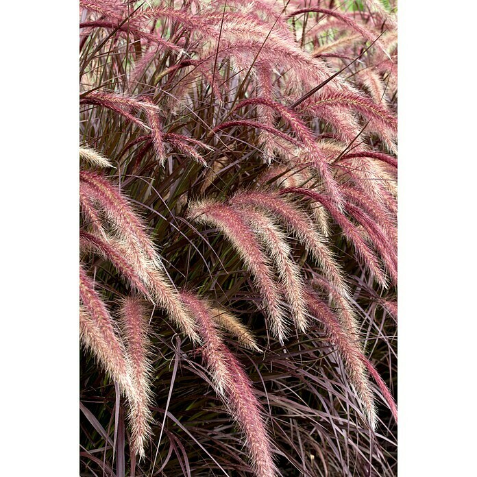 Piardino FederborstengrasPennisetum advena 'Rubrum', 3 l Detail Shot