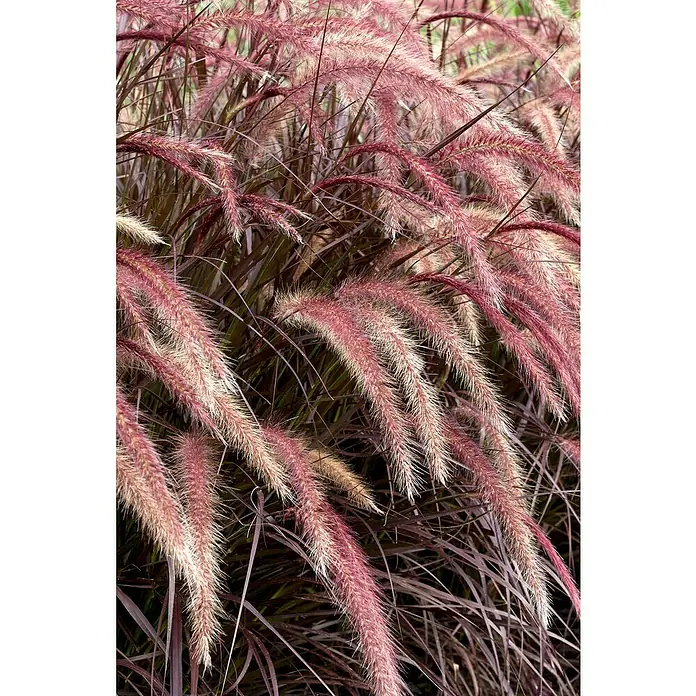 Piardino Federborstengras - Pennisetum advena 'Rubrum', 3 l - Nahaufnahme von Ziergräsern mit roten und beigen Blütenständen, die eine interessante Textur und Farbkombination zeigen.