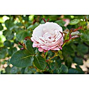 Piardino Edelrose (Rosa x 'Nostalgie', Topfgröße: 24 cm) | BAUHAUS