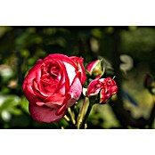 Piardino Edelrose (Rosa x 'Nostalgie', Topfgröße: 24 cm) | BAUHAUS