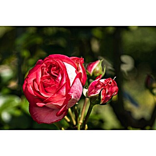 Piardino Edelrose (Rosa x 'Nostalgie', Topfgröße: 24 cm)