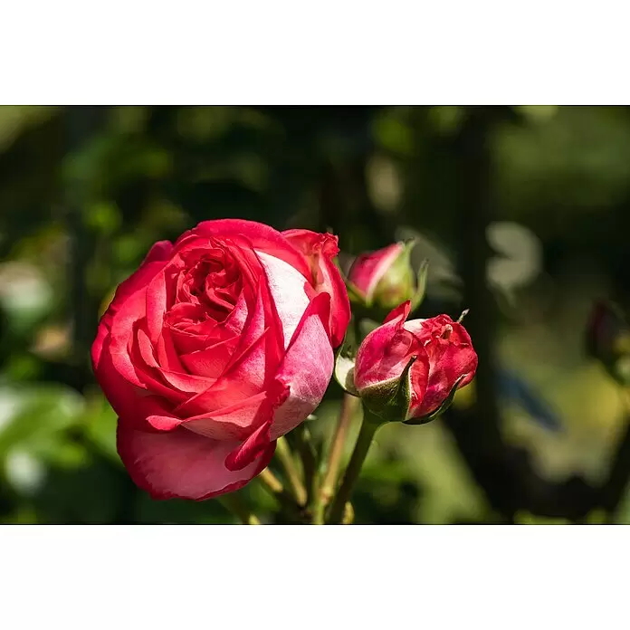 Piardino Edelrose - Rosa x 'Nostalgie', Topfgröße: 24 cm, Rot/Weiß - Eine leuchtend rot-weiße Rose in voller Blüte mit zwei geschlossenen Knospen daneben.