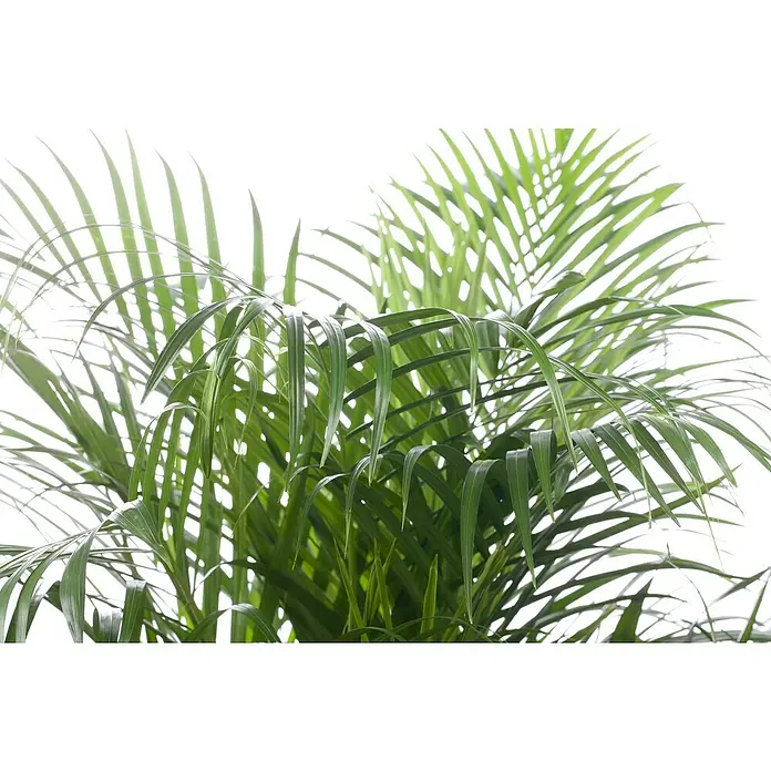 Piardino Goldfruchtpalme - Chrysalidocarpus lutescens, Topfgröße: 27 cm - Nahaufnahme einer Kentia-Palme mit ihren grünen, gefiederten Blättern, die eine tropische und beruhigende Atmosphäre schaffen.