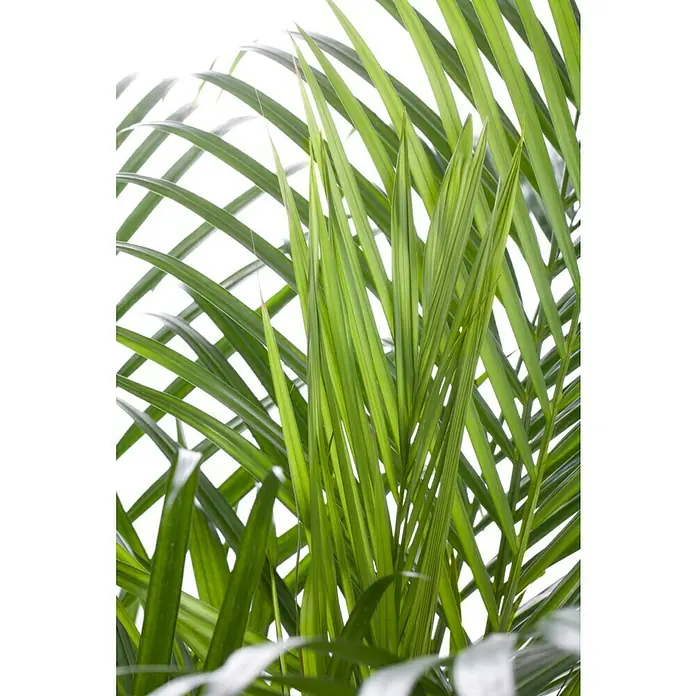 Piardino Goldfruchtpalme - Chrysalidocarpus lutescens, Topfgröße: 27 cm - Nahaufnahme einer Kentia-Palme, die ihre grünen, gefiederten Blätter in hellem Licht präsentiert. Ideal für tropische Akzente im Haus.