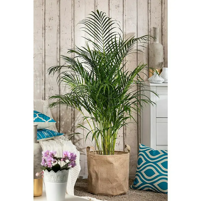 Piardino Goldfruchtpalme - Chrysalidocarpus lutescens, Topfgröße: 27 cm - Zimmerpflanze, eine Areca-Palme im Topf, die sich in einem Wohnzimmer befindet. Dekorative und attraktive, immergrüne Palme im Jutesack-Pflanzgefäß.