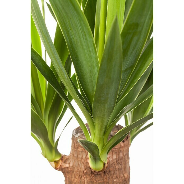 Yucca elephantipes 24