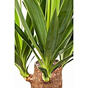 Yucca elephantipes 24