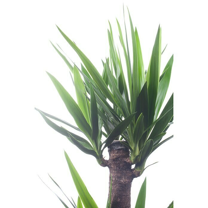 Yucca elephantipes 24