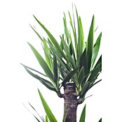 Yucca elephantipes 24