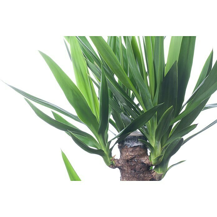 Yucca elephantipes 24