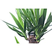 Yucca elephantipes 24