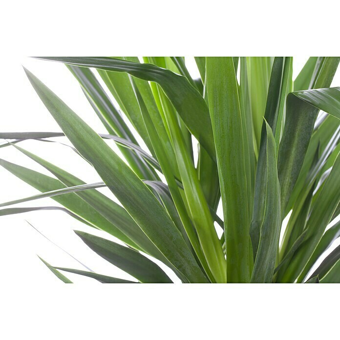 Yucca elephantipes 24