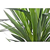 Yucca elephantipes 24
