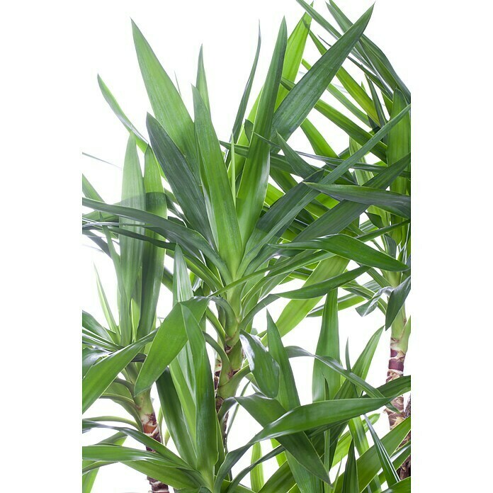 Yucca elephantipes 24