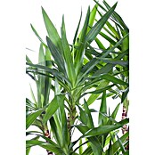 Yucca elephantipes 24