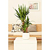 Yucca elephantipes 24