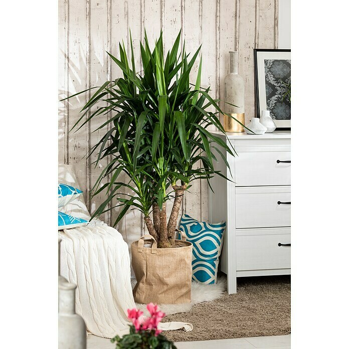 Yucca elephantipes 24