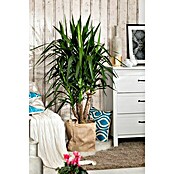 Yucca elephantipes 24