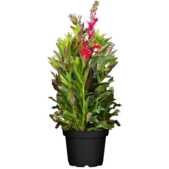Piardino Lobelie - Lobelia speciosa, Topfgröße: 13 cm - Eine blühende Lobelia cardinalis Pflanze in einem schwarzen Topf, mit ihren roten Blüten und grünen Blättern, ideal für Garten und Balkon.