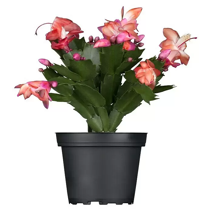 Piardino Weihnachtskaktus - Schlumbergera bridgesii, Topfgröße: 9 cm, Rosa/Rot/Weiß - Vorderansicht