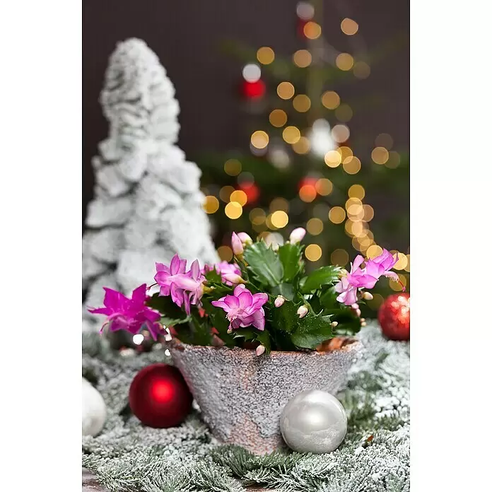 Piardino Weihnachtskaktus - Schlumbergera bridgesii, Topfgröße: 9 cm, Rosa/Rot/Weiß - Stimmungsaufnahme