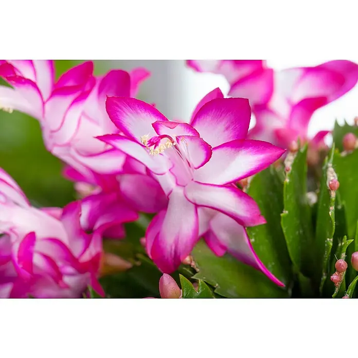 Piardino Weihnachtskaktus - Schlumbergera bridgesii, Topfgröße: 9 cm, Rosa/Rot/Weiß - Nahaufnahme einer blühenden Weihnachtskaktus-Pflanze mit zweifarbigen Blüten in Pink und Weiß, die ihre saisonale Schönheit zeigt.