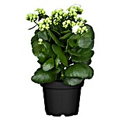 Piardino Flammendes Käthchen (Kalanchoe blossfeldiana Queen® Roseflowers®, Topfgröße: 11 cm, Weiß/Gelb/Rosa) | BAUHAUS