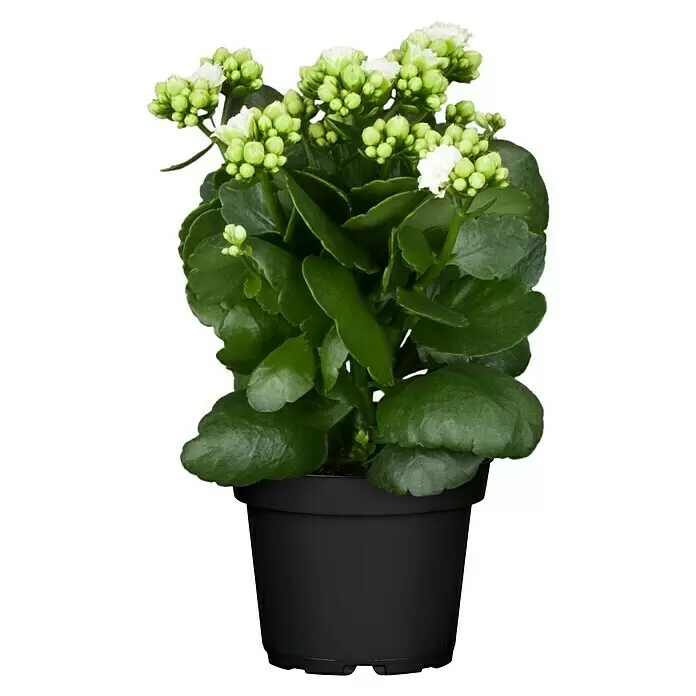 Piardino Flammendes Käthchen - Kalanchoe blossfeldiana Queen® Roseflowers®, Topfgröße: 11 cm, Weiß/Gelb/Rosa - Vorderansicht