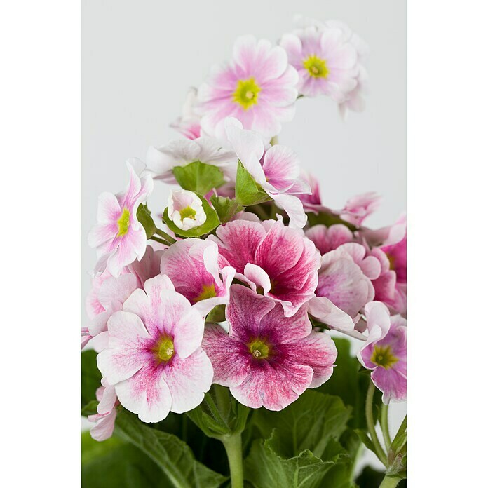 Piardino Primel (Primula obconica, Topfgröße: 12 cm, Verschiedene Farben) | BAUHAUS