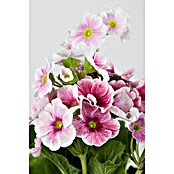 Piardino Primel (Primula obconica, Topfgröße: 12 cm, Verschiedene Farben) | BAUHAUS