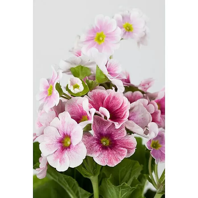 Piardino Primel - Primula obconica, Topfgröße: 12 cm, Verschiedene Farben - Detailaufnahme