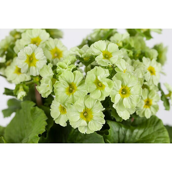 Piardino Primel (Primula obconica, Topfgröße: 12 cm, Verschiedene Farben) | BAUHAUS