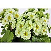Piardino Primel (Primula obconica, Topfgröße: 12 cm, Verschiedene Farben) | BAUHAUS