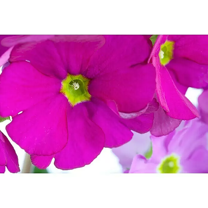 Piardino Primel - Primula obconica, Topfgröße: 12 cm, Verschiedene Farben - Detailaufnahme