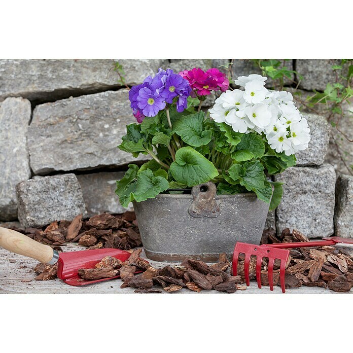 Piardino Primel (Primula obconica, Topfgröße: 12 cm, Verschiedene Farben) | BAUHAUS