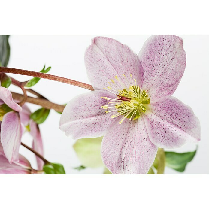 Piardino Christrose (Helleborus orientalis, Topfgröße: 17 cm, Rosa) | BAUHAUS
